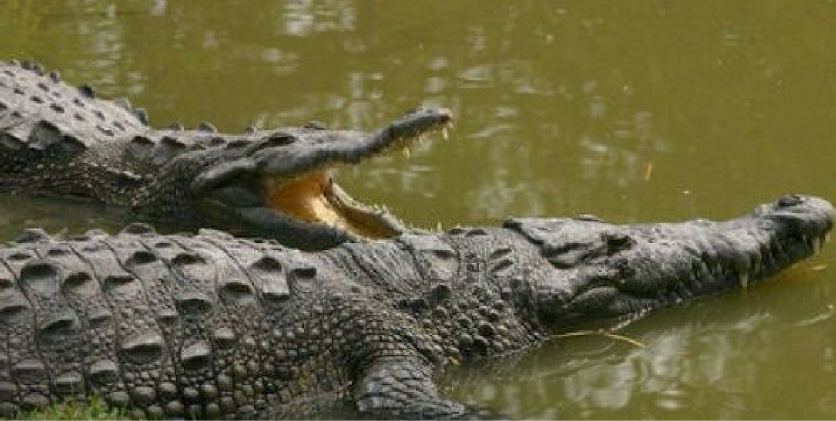 Cocodrilo atacó y mutiló a pescador en Puerto Vallarta