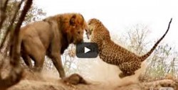 Impactante vídeo ataque de un león a leopardo