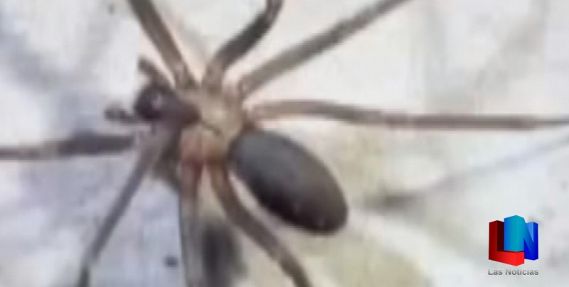 Piden no confundir picadura de araña violinista