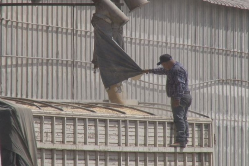 Esperan productores de maiz, pago de adeudos para septiembre
