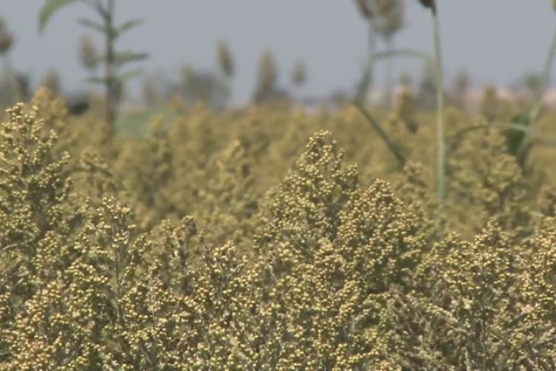 Aparecen primeras infestaciones de Pulgón Amarillo en Sorgo