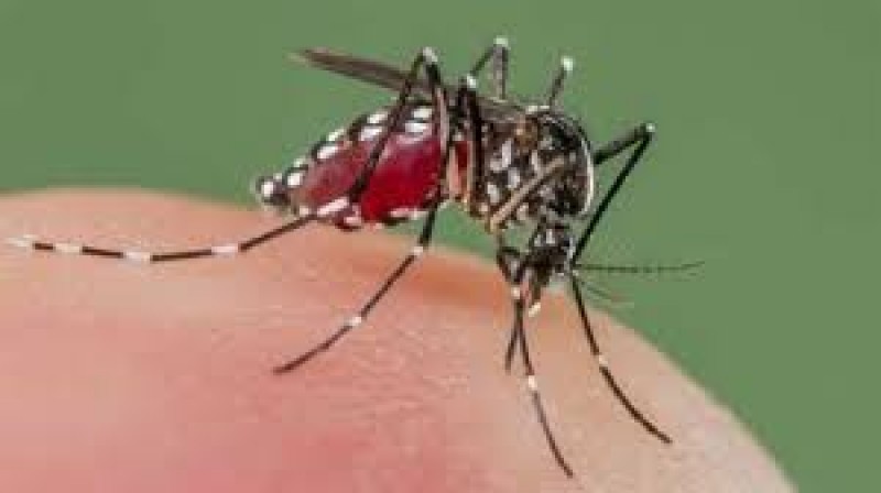 Resulta negativo el caso sospechoso de Zika.