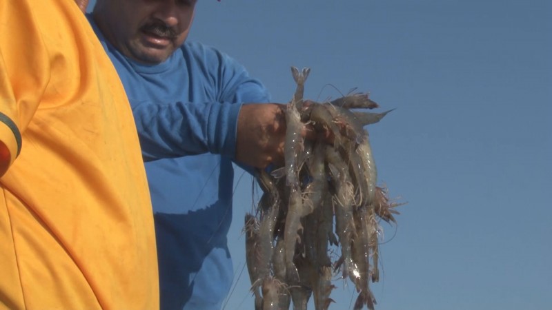 Confirma CONAPESCA caída en capturas de camarón en bahías