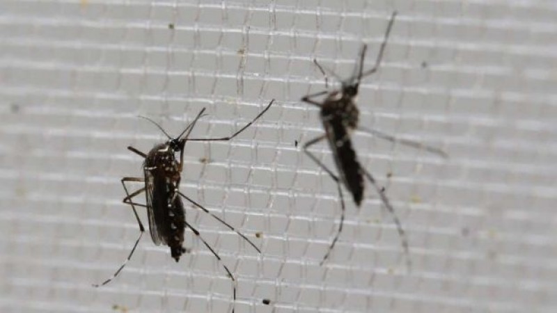 Confirma la SSA primer caso de Zika en Culiacán y segundo en Sinaloa