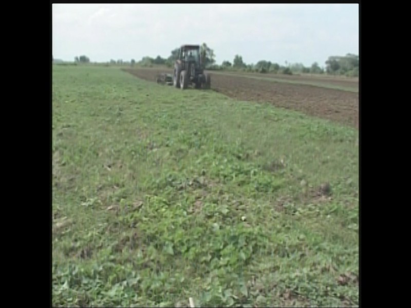 Estiman una buena producción los agricultores de la zona de Escuinapa y Rosario.