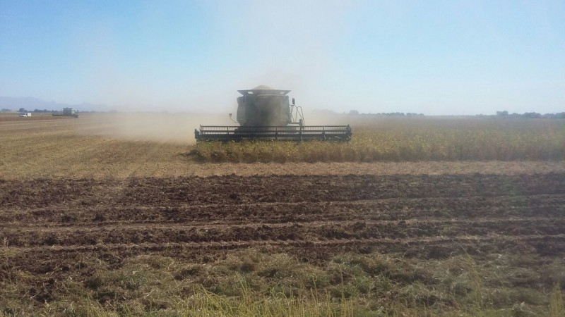 Avanza cosecha de soya