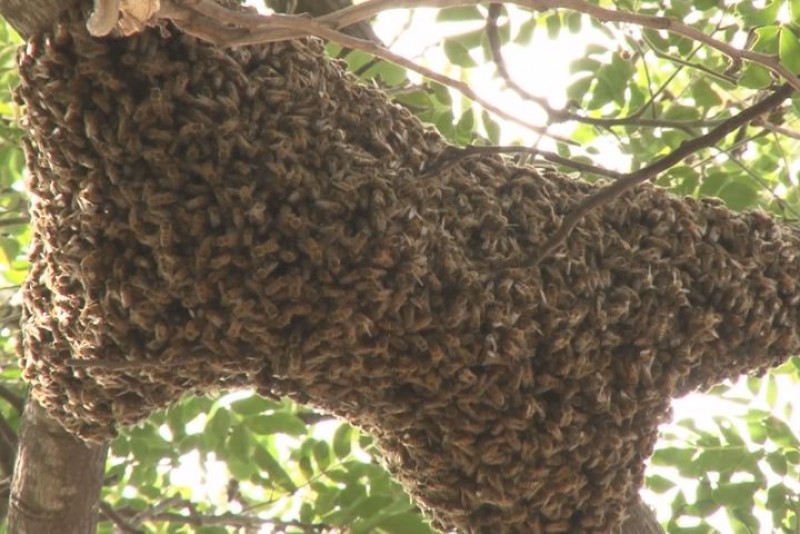 Piden destrucción de enjambre de abejas en Primaria Héroes de Sinaloa
