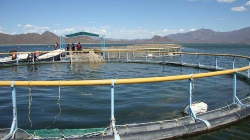 Solo un 40% de acuacultores tienen excluidores de fauna marina: Sergio Escutia