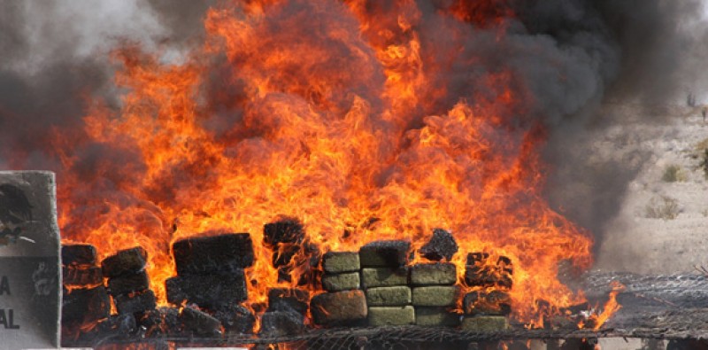 Destruyen más de 8 toneladas de mariguana