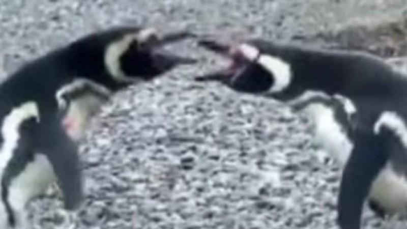 Pingüinos protagonizan pelea por hembra infiel