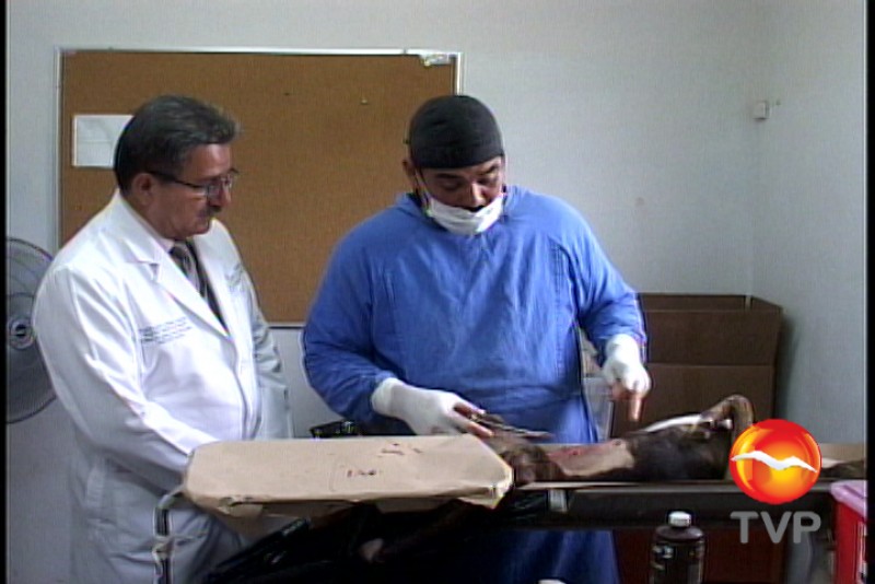 Esterilizarán perros y gatos
