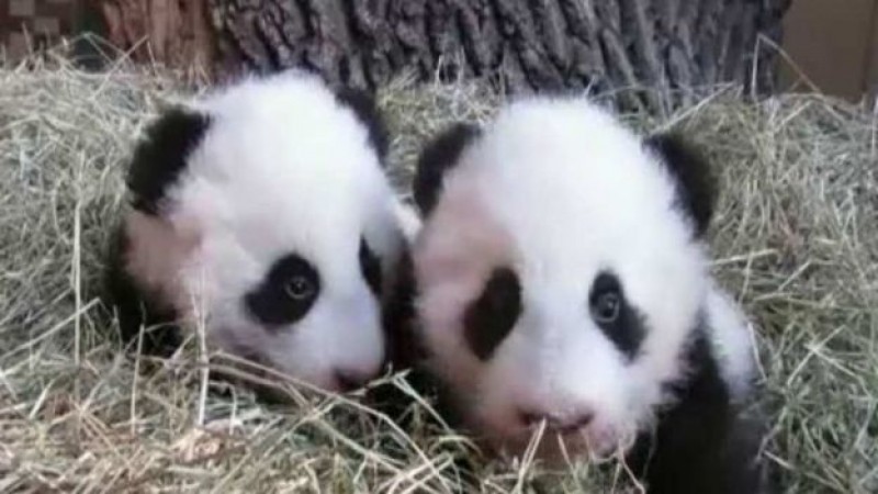 Pandas gemelos de Viena son nombrados 'Fu Feng' y 'Fu Ban'
