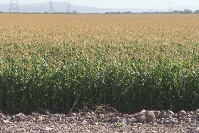 Solicitarán 50 dólares para las bases del maíz blanco de Sinaloa