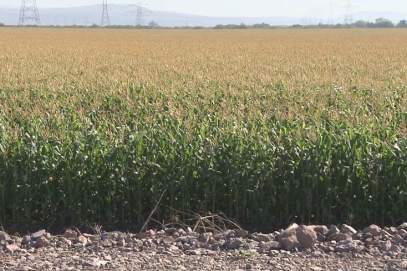 Solicitan maiceros una base de 70 dólares por tonelada del grano