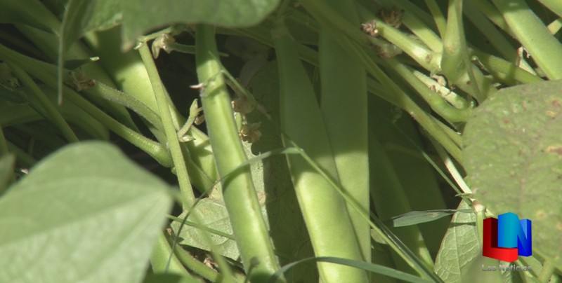 Se deben extremar monitoreos en cultivo de frijol