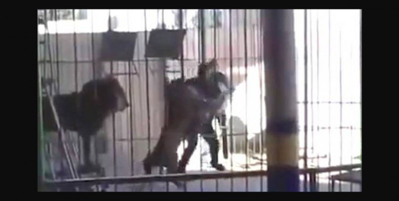 Impactante video: un león atacó a su domador en pleno espectáculo