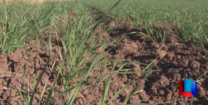 Será menor superficie de trigo en este ciclo