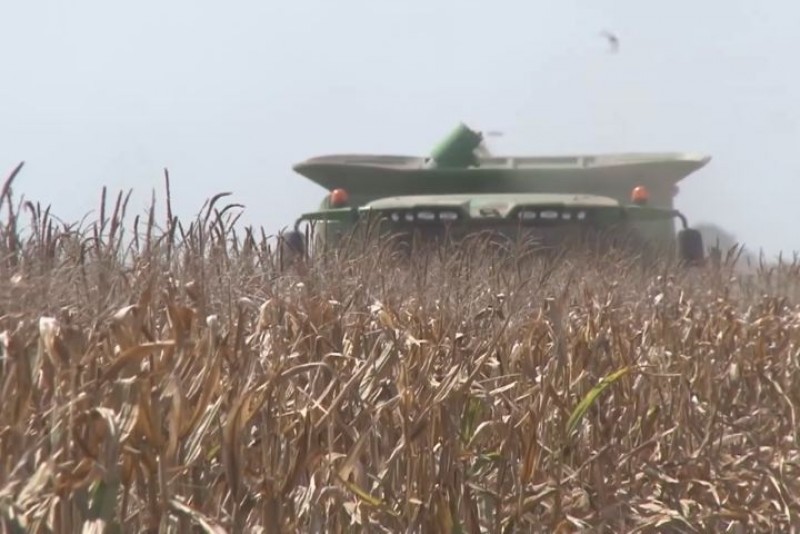 Se pagará el adeudo total a productores de Sinaloa