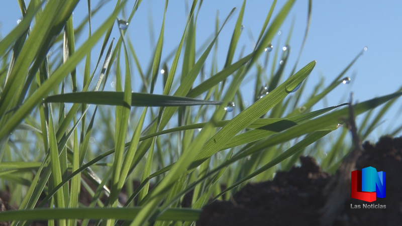 Gobierno de Sonora apoya a los productores de trigo
