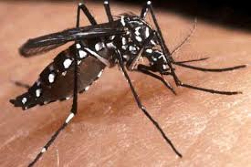 Recomendaciones para evitar la proliferación del mosco transmisor del dengue