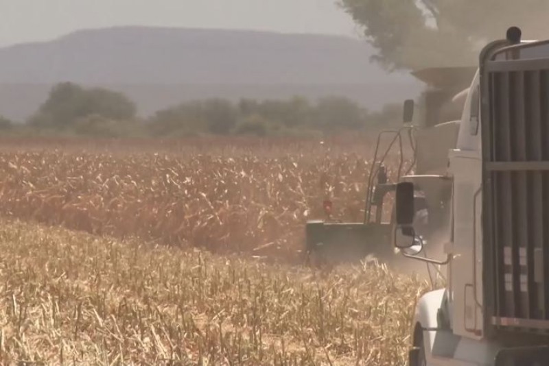 Retrasan ASERCA y la industria resolución sobre monto de las bases para maiz