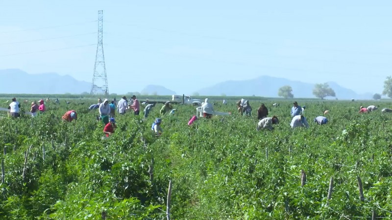 Transporte al campo requiere de mas ingresos