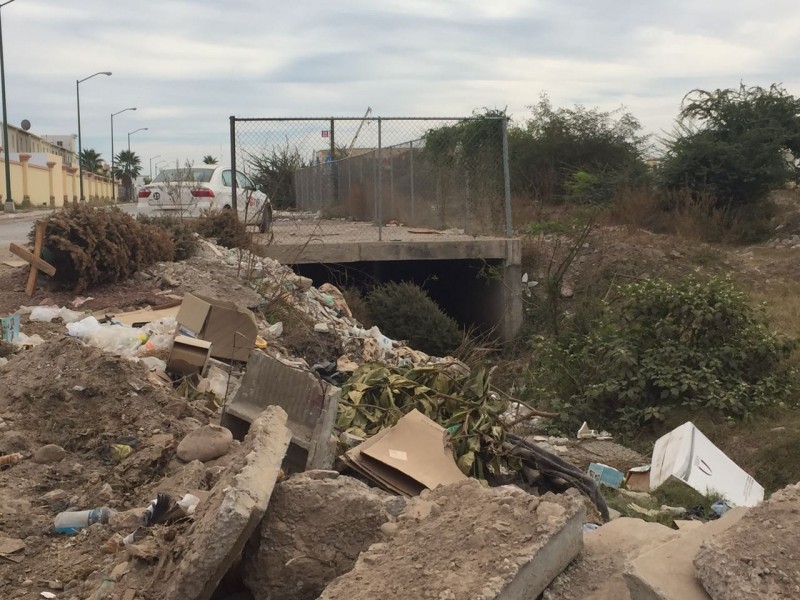 Siguen apareciendo tirados pinos navideños