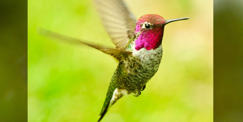 Colibrí detiene obras en el puente de California