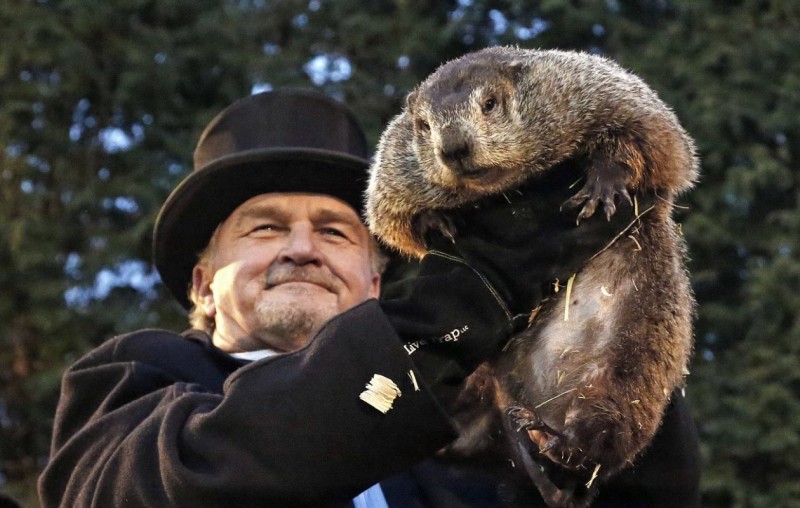 Marmota predice invierno largo en Estados Unidos
