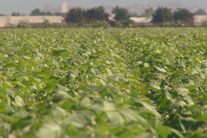 Productores de P-V tendrán costos más elevados