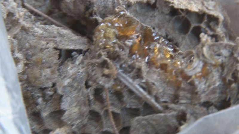 Deliciosa penca de miel