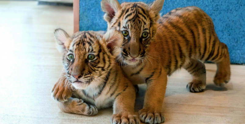 #Video Crearon mamá de plástico para salvar tigres cachorros