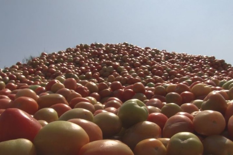 Tiran horticultores toneladas de tomate a orillas de carreteras