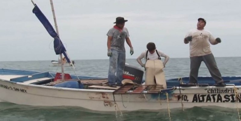 Aseguramiento de moluscos vedados por marea roja en zona de Altata