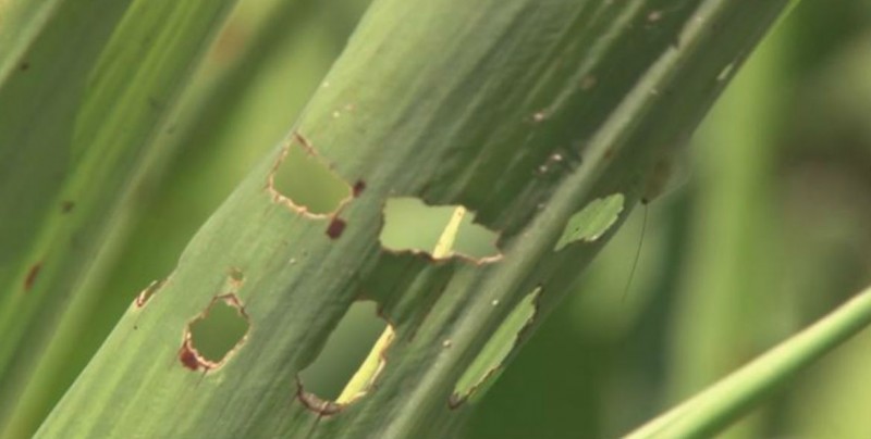 Alertan a productores para evitar infestación de plagas