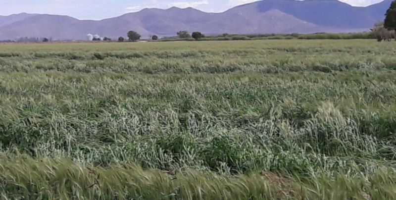 Trigueros de El Carrizo piden apoyos a SAGARPA