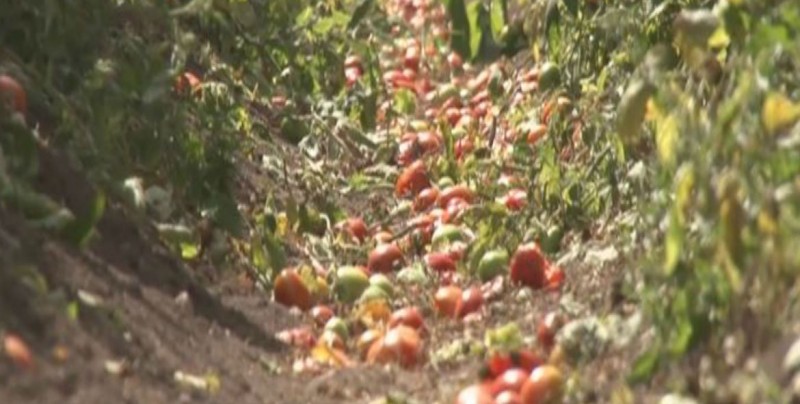 Lluvias reducen poblaciones de mosquita blanca en hortalizas