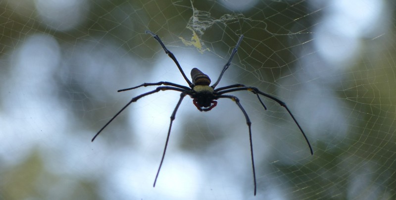 Sorprendente pequeña araña mata a serpiente venenosa