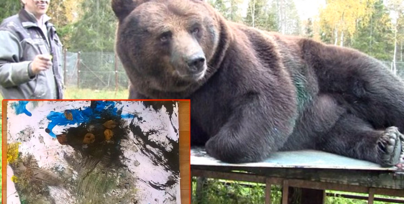 #Video ¡Increíble! Primer oso pintor 'Juuso'