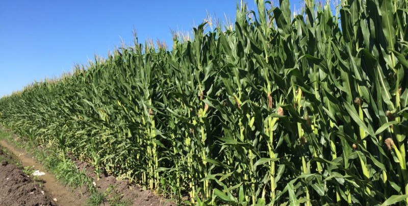 Avanza programa de pago a productores con adeudos