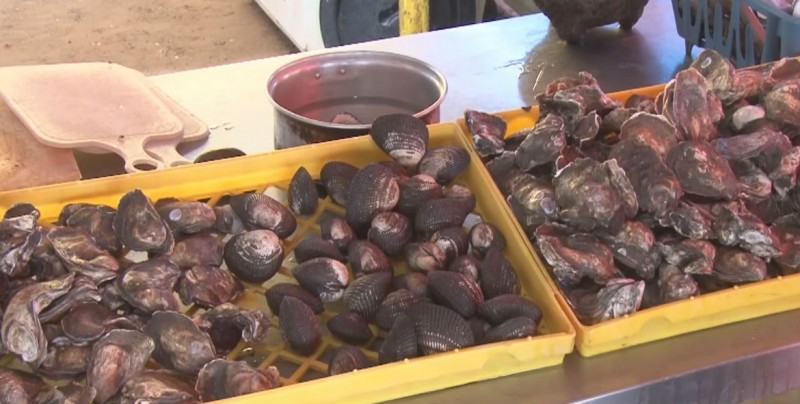 Levantan prohibición de consumo de moluscos por marea roja