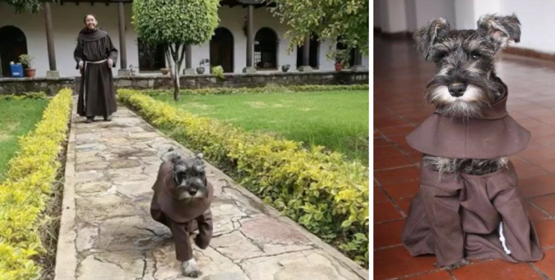 Este fraile canino está enamorando al Internet