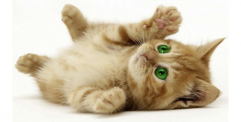 Besar a un gatito puede matarte