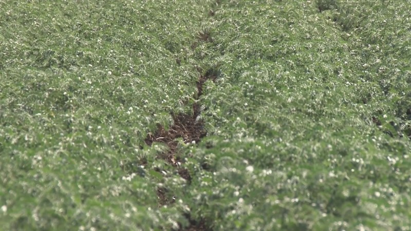 Buscan recuperar calidad de la agricultura sinaloense: SAGYP