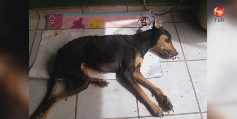 Suman alrededor de 50 muertes de mascotas en Cajeme