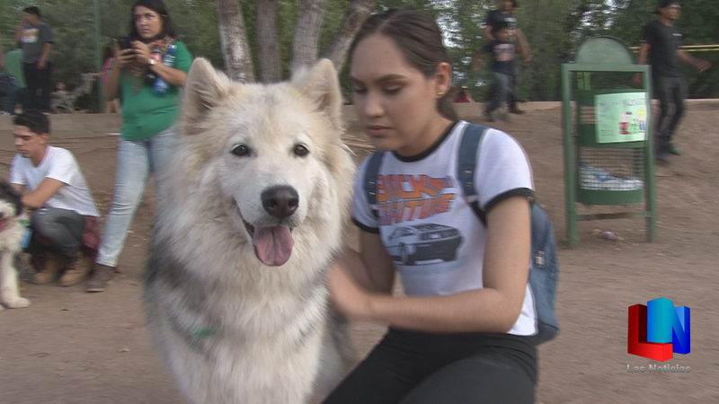 Llaman a cuidar a las mascotas