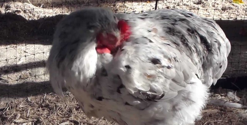 #Video Pollo gigantesco es real