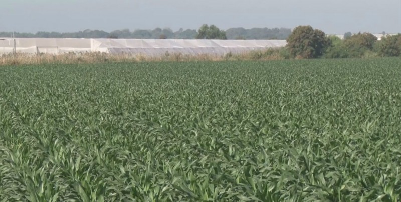 Pagarán a partir del lunes a los productores agrícolas