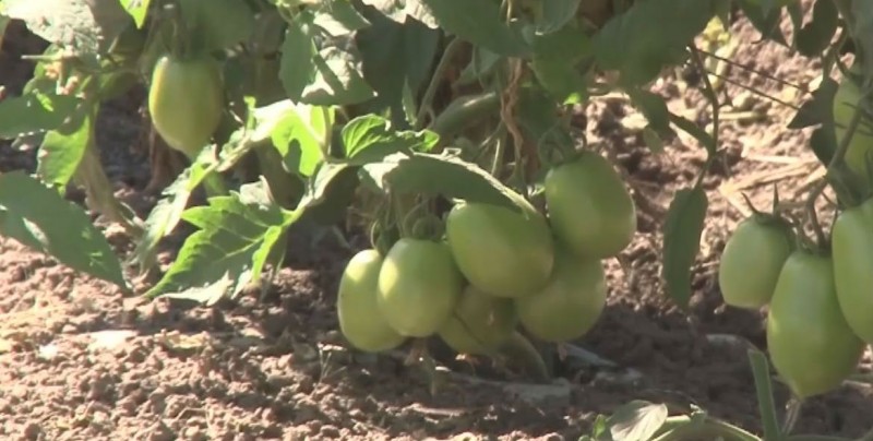 Incertidumbre para productores con revisión del TLC