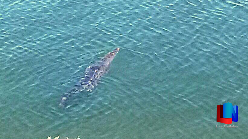 Confirman la presencia de un caimán pequeño en Canal Bajo